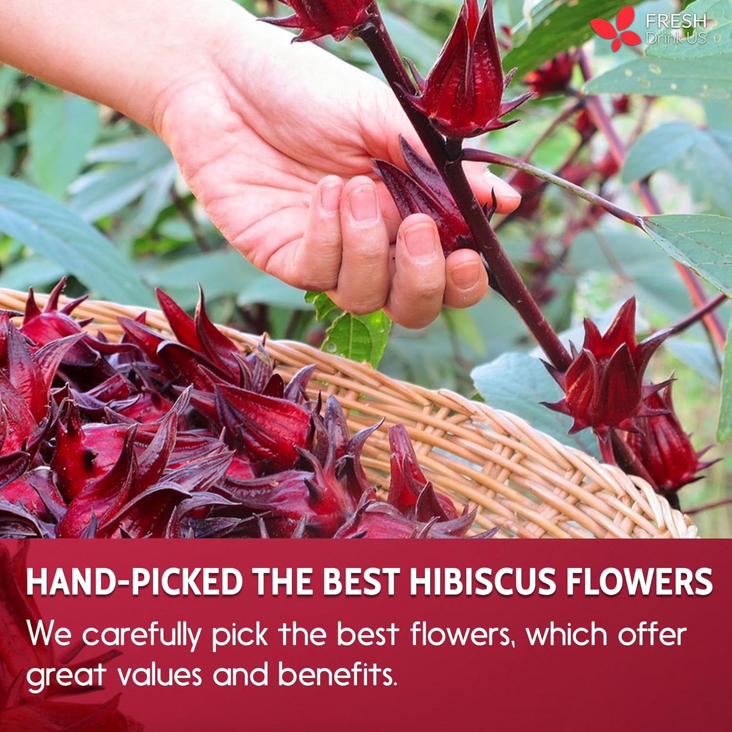 Hibiscus Dried Flowers Tea Bags — 100% Natural Herbal Tea
