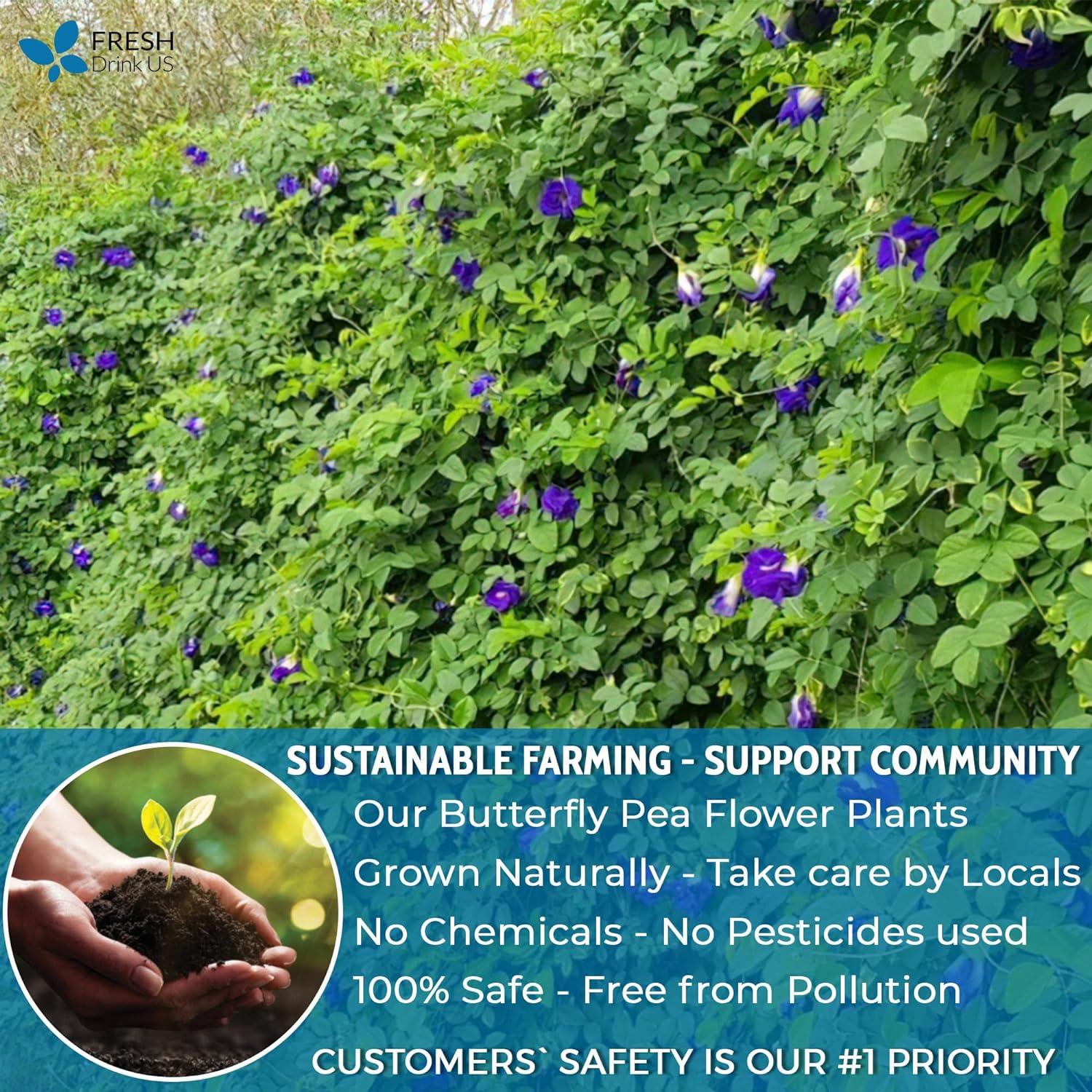 Butterfly Pea Flower Tea Bags — 100% Natural Herbal Tea