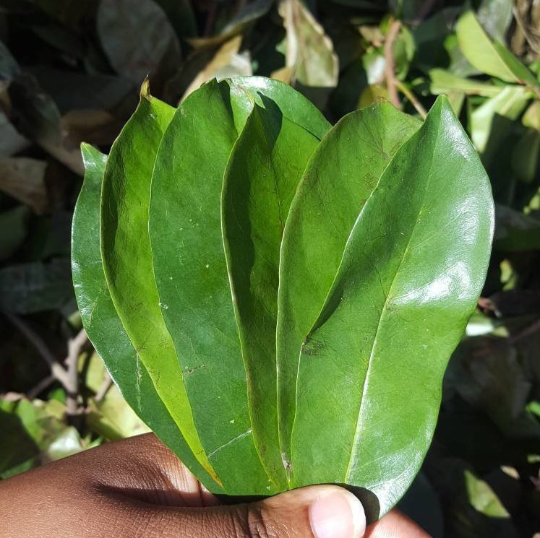 Jamaican Soursop Leaves — Wild-Harvested Herbal Tea