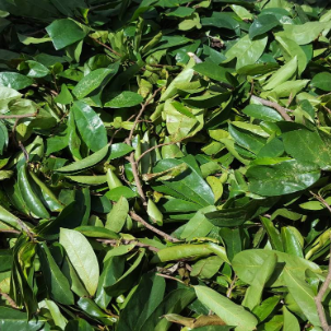 Jamaican Soursop Leaves — Wild-Harvested Herbal Tea